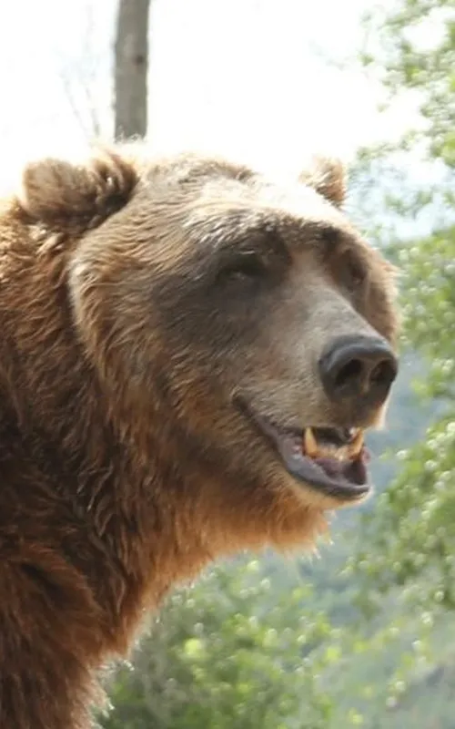 Bart the Bear